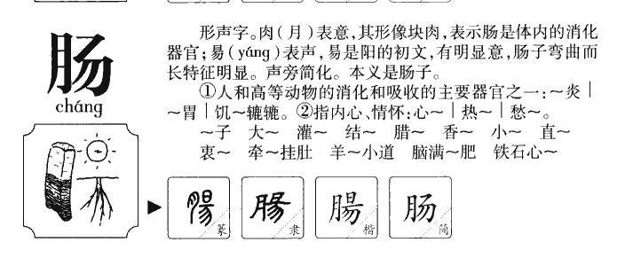 肠字字源字形