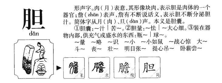 胆字字源字形