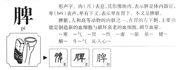 脾字字源字形