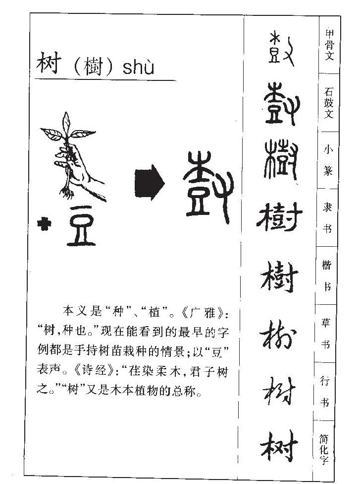 树字字源字形