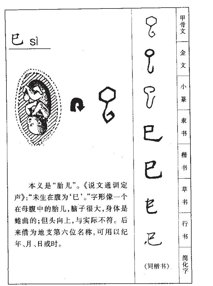 巳字字源字形