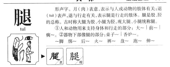 腿字字源字形