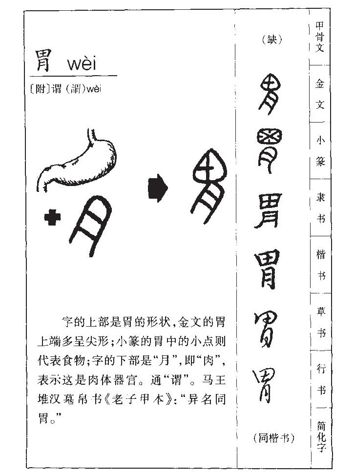 胃字字源字形