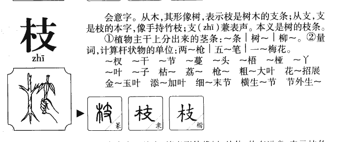 枝字字源字形